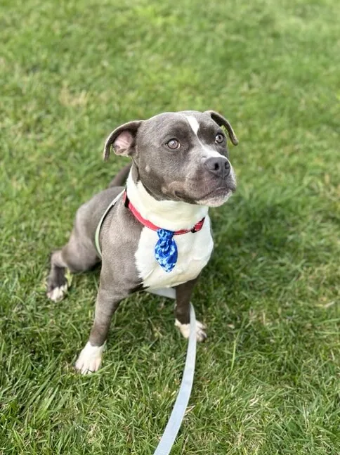 Monty, adopted through P3 Rescue