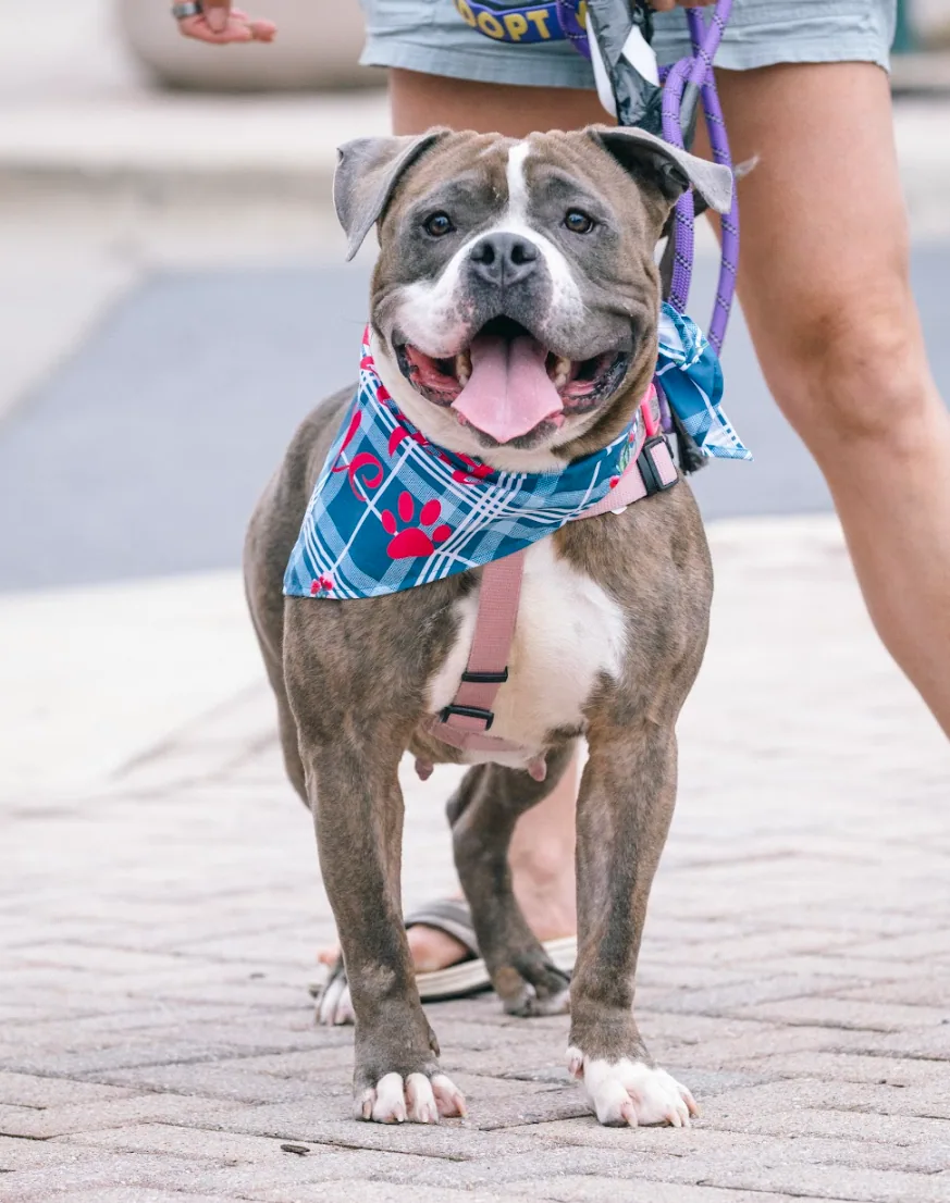 Moonpie, adopted through P3 Rescue