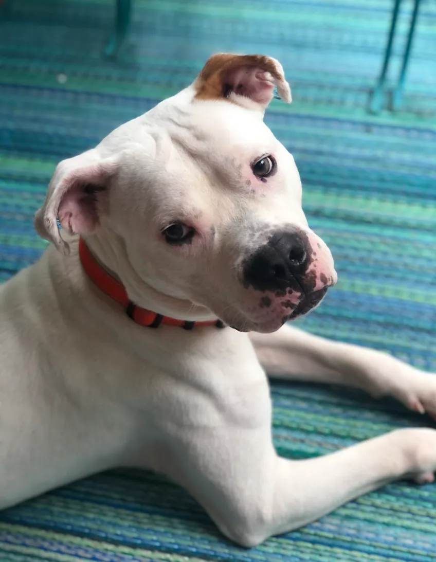 Musa, adopted through P3 Rescue
