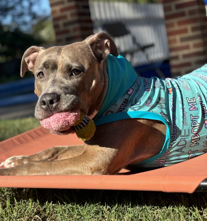 Nayla, adopted through P3 Rescue