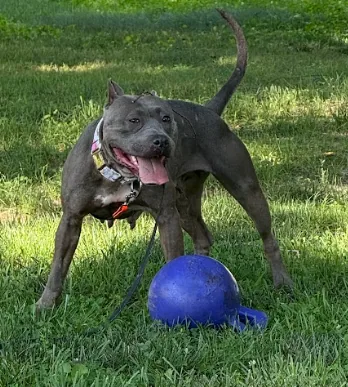 Pearl, adopted through P3 Rescue