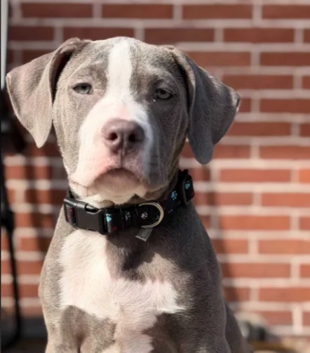Quartz, adopted through P3 Rescue