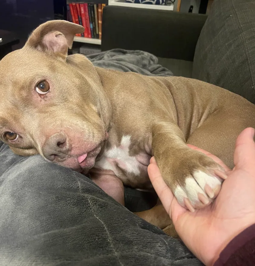 Rajah, adopted through P3 Rescue