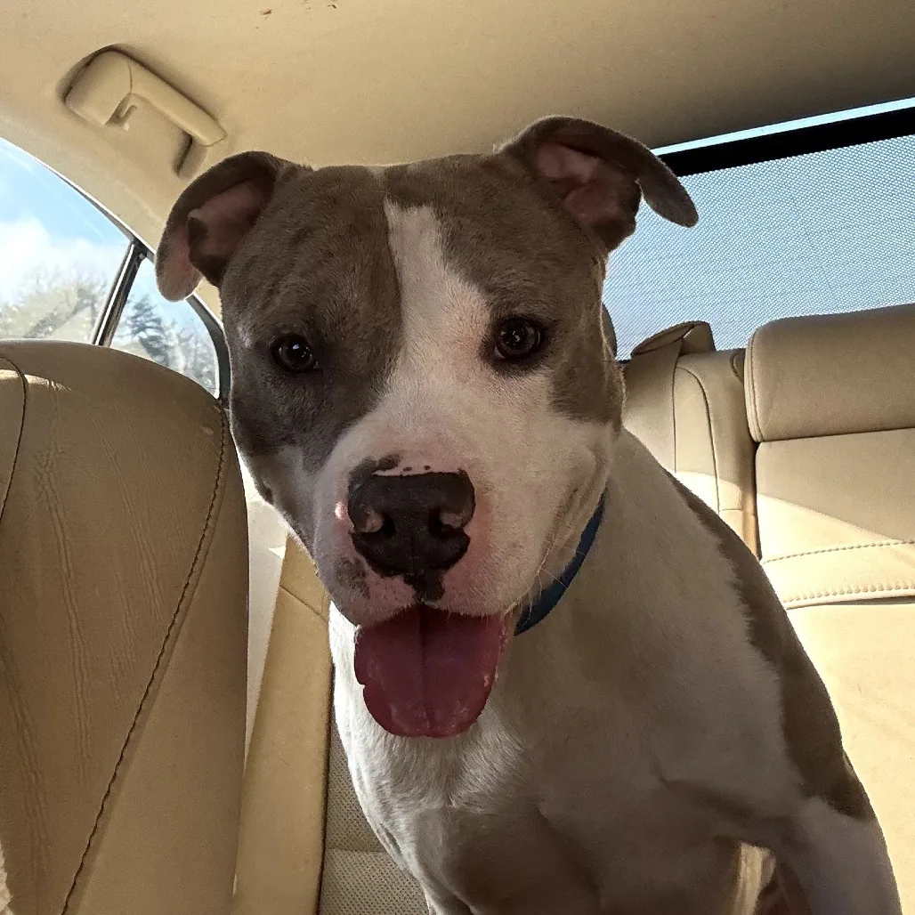 Randy, adopted through P3 Rescue