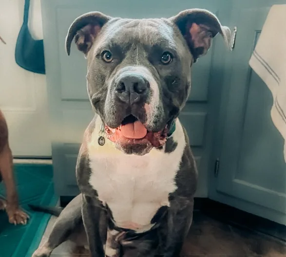 Ranger, adopted through P3 Rescue