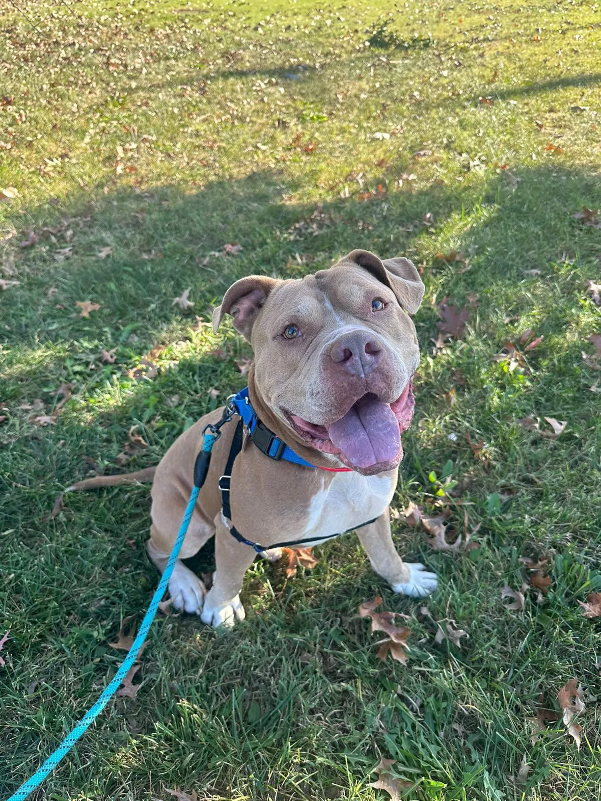 Ridley, adopted through P3 Rescue