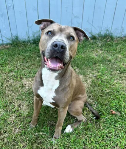 Rondo, adopted through P3 Rescue