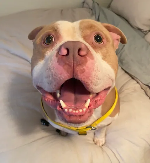 Roofus Doofus, adopted through P3 Rescue