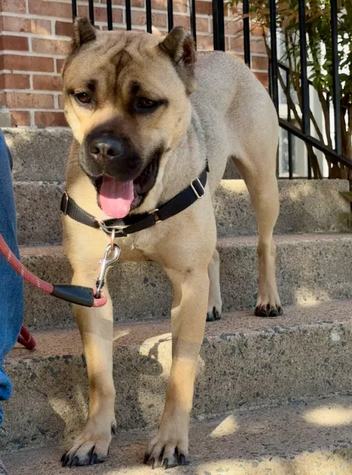 Rosa, adopted through P3 Rescue