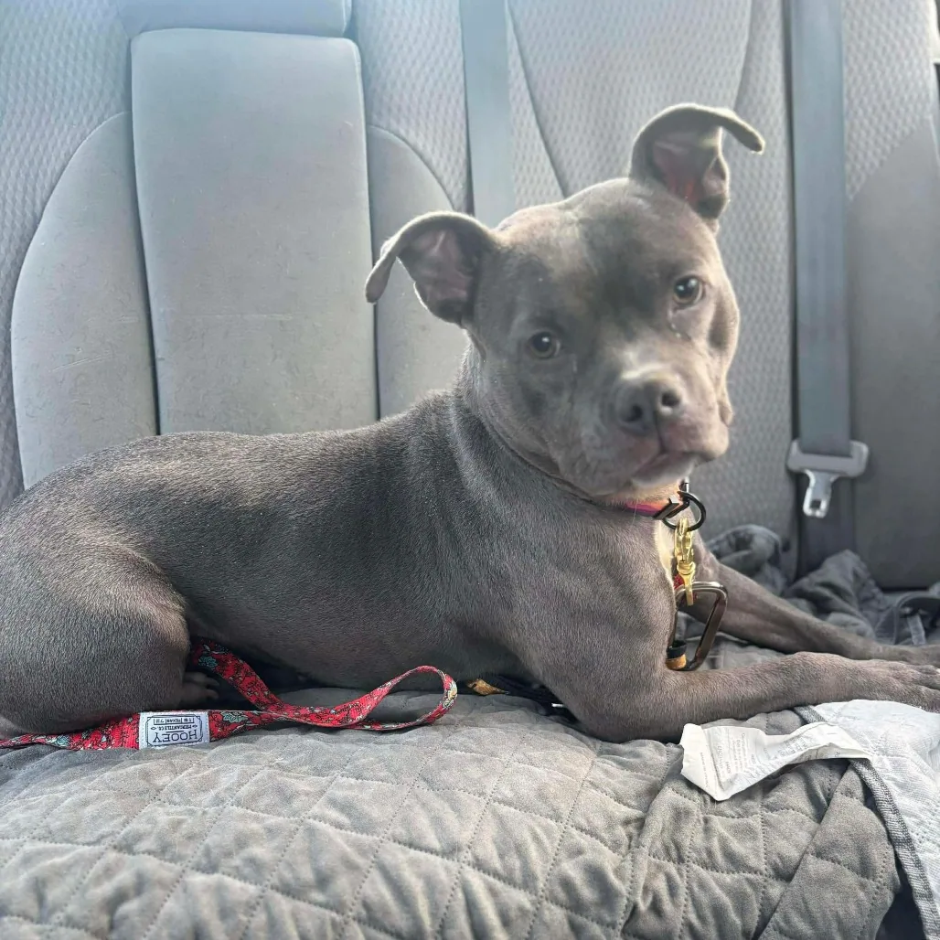 Roselle, adopted through P3 Rescue