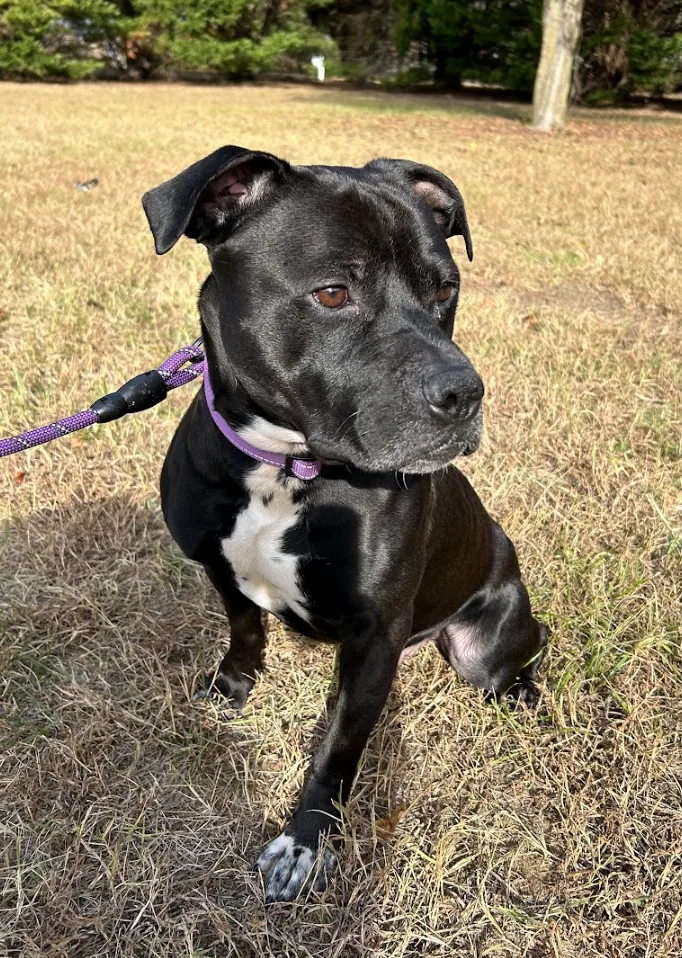 Rufus, adopted through P3 Rescue