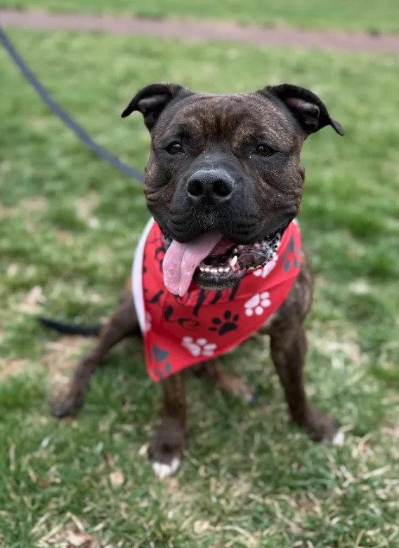 Rusty, adopted through P3 Rescue