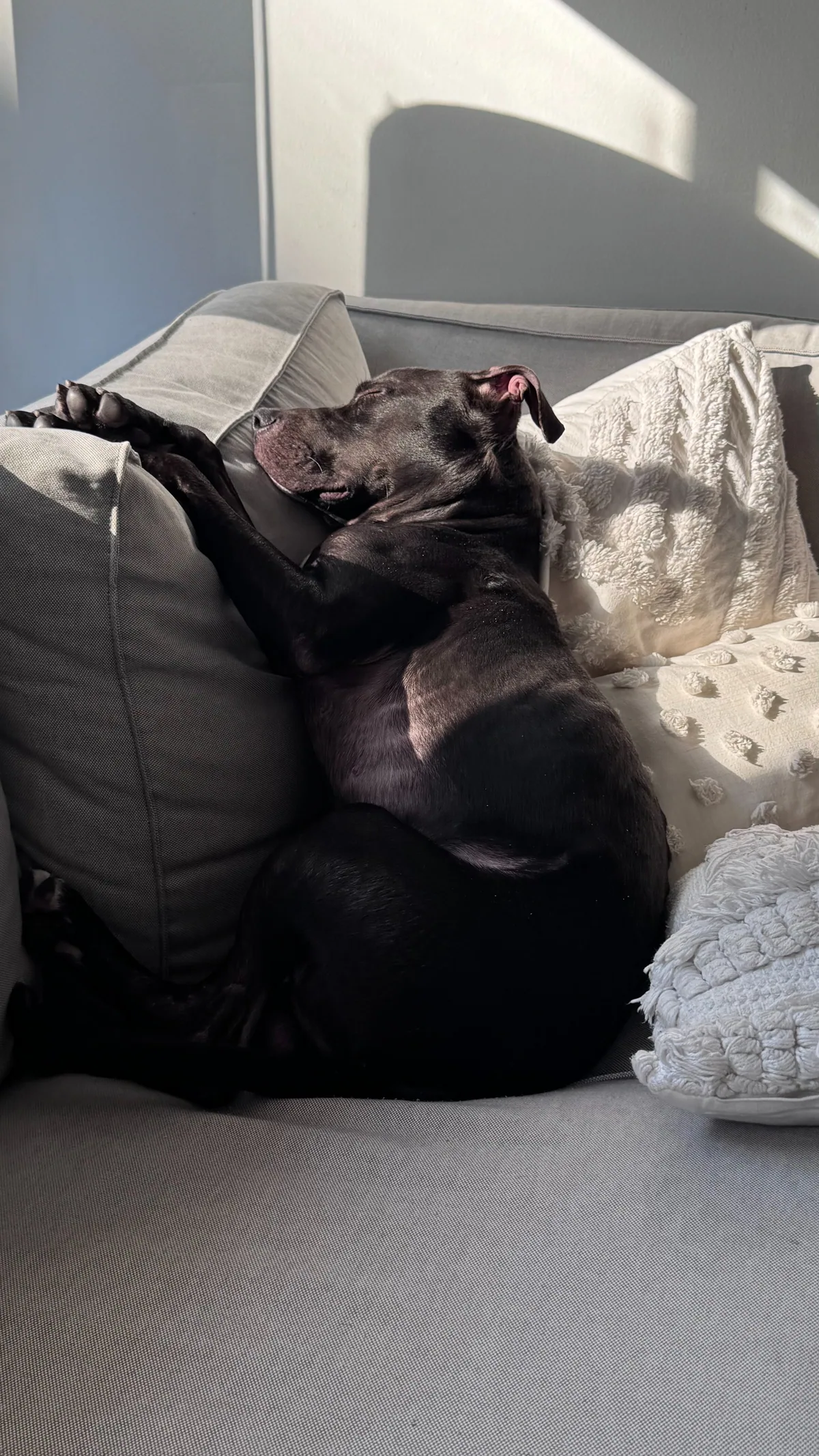 Shadow, adopted through P3 Rescue