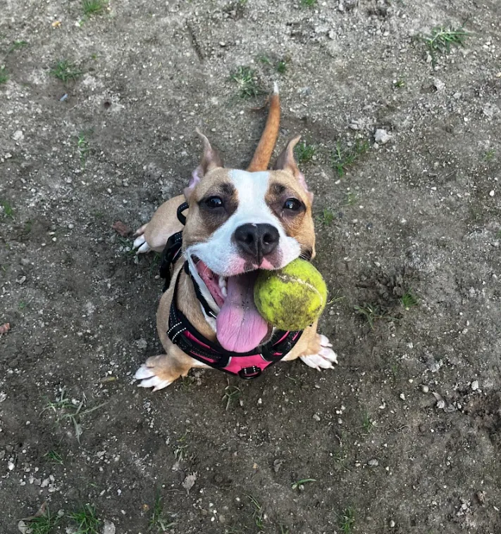 Shannon, adopted through P3 Rescue