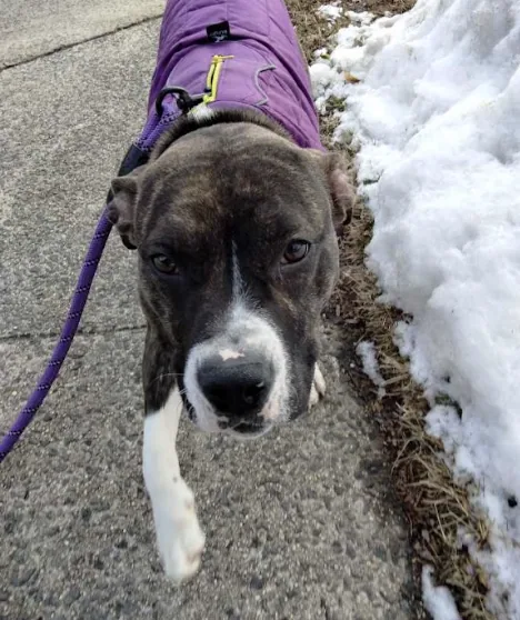 Stormy, adopted through P3 Rescue