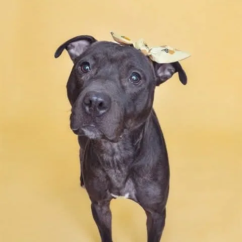 Suki, adopted through P3 Rescue