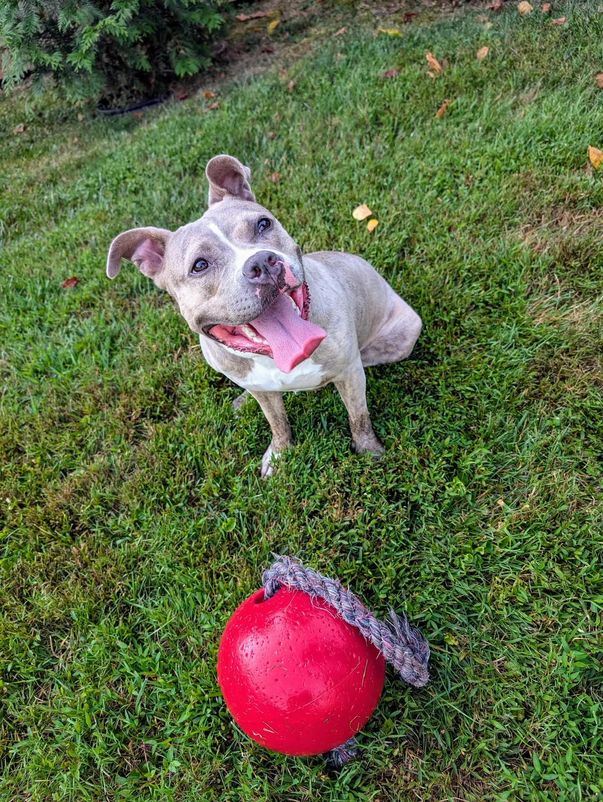Sunshine, adopted through P3 Rescue