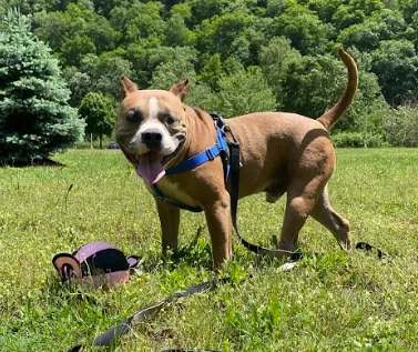 Taco, adopted through P3 Rescue