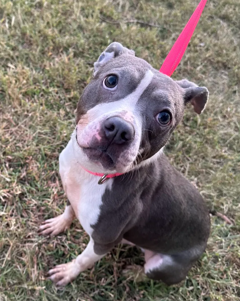 Tango, adopted through P3 Rescue