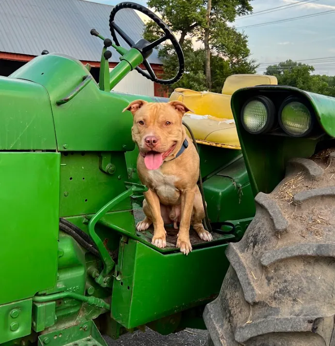 Taz, adopted through P3 Rescue