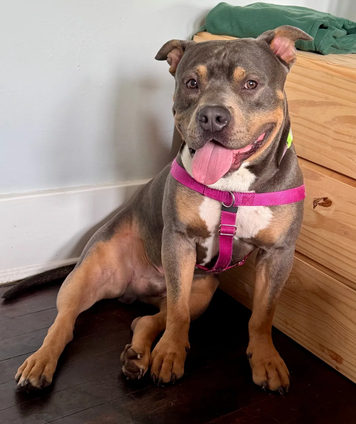 Tee, adopted through P3 Rescue