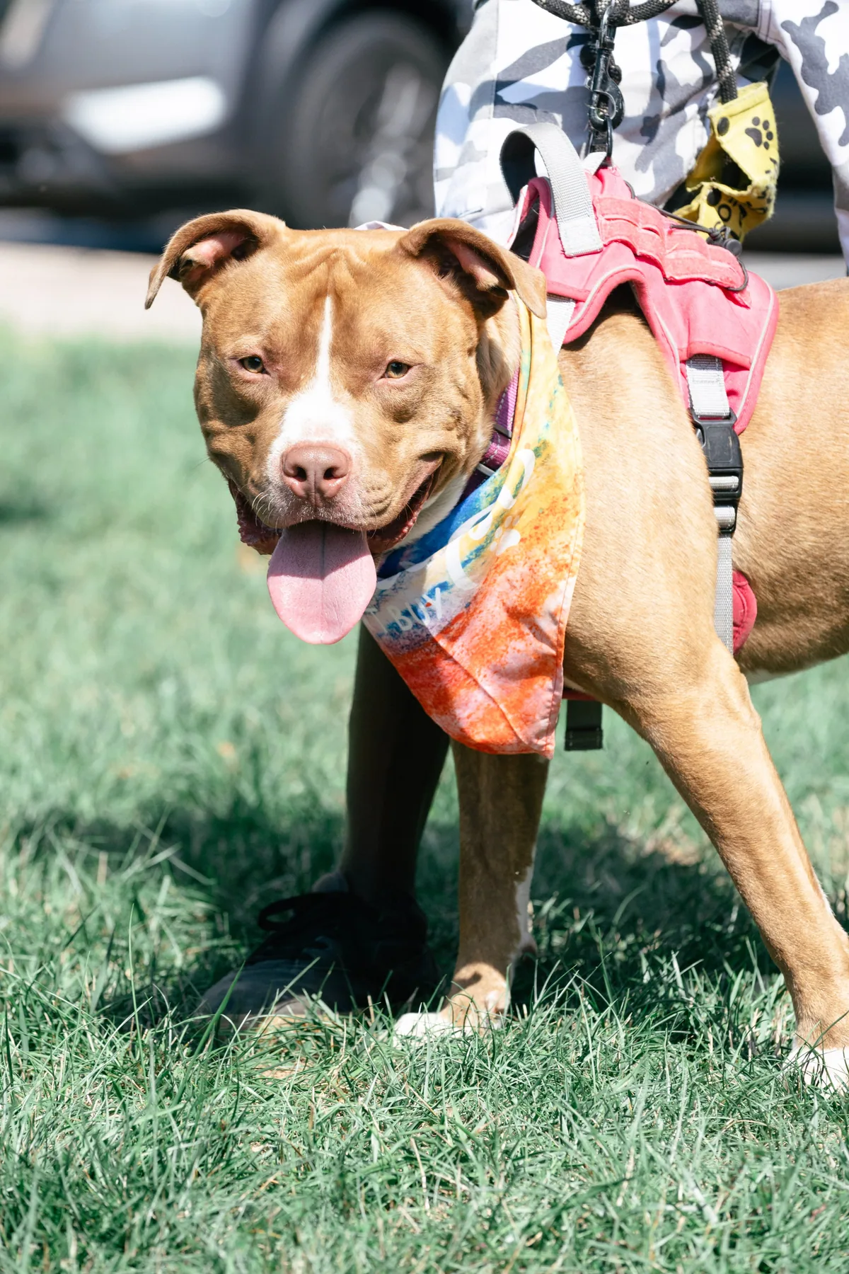 Tekao, adopted through P3 Rescue