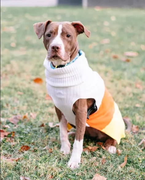 Tiny, adopted through P3 Rescue
