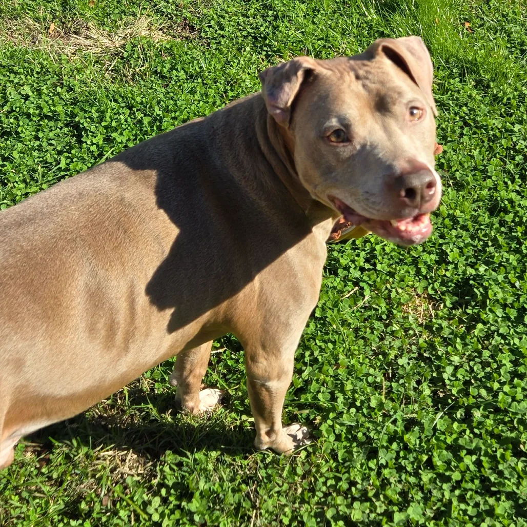 Tyson, adopted through P3 Rescue