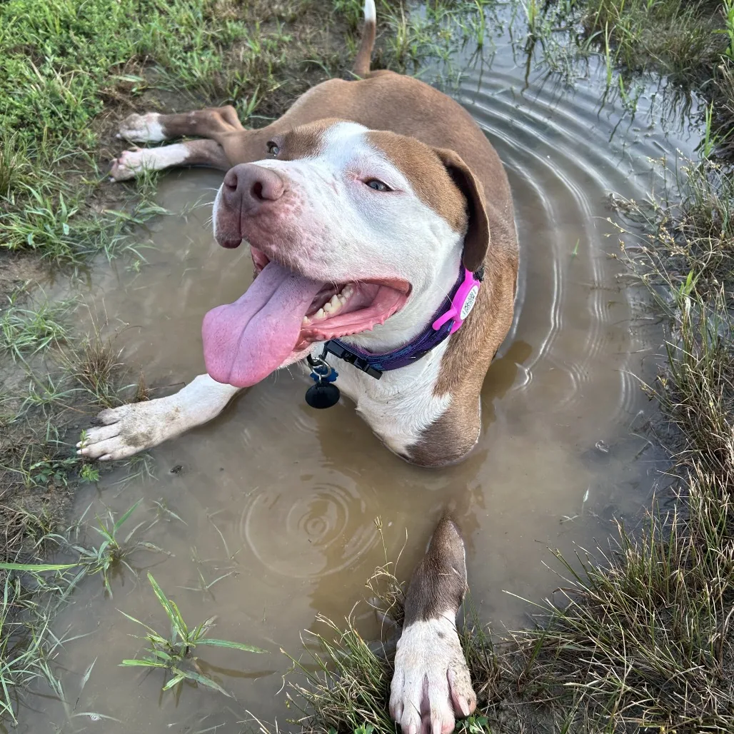 Wishbone, adopted through P3 Rescue