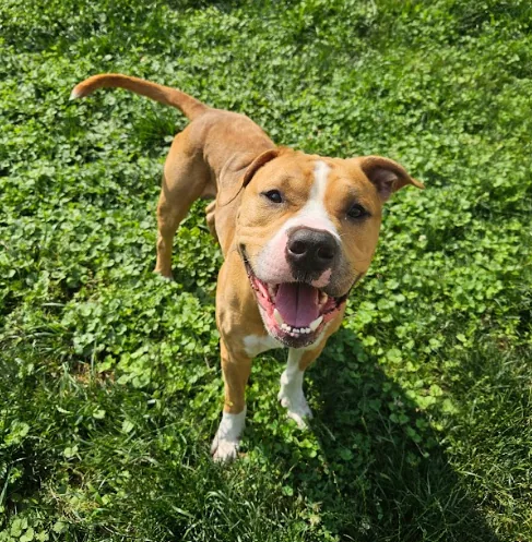 Woofgang, adopted through P3 Rescue
